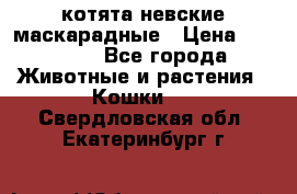 котята невские маскарадные › Цена ­ 18 000 - Все города Животные и растения » Кошки   . Свердловская обл.,Екатеринбург г.